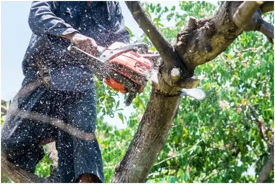 tree services Madison